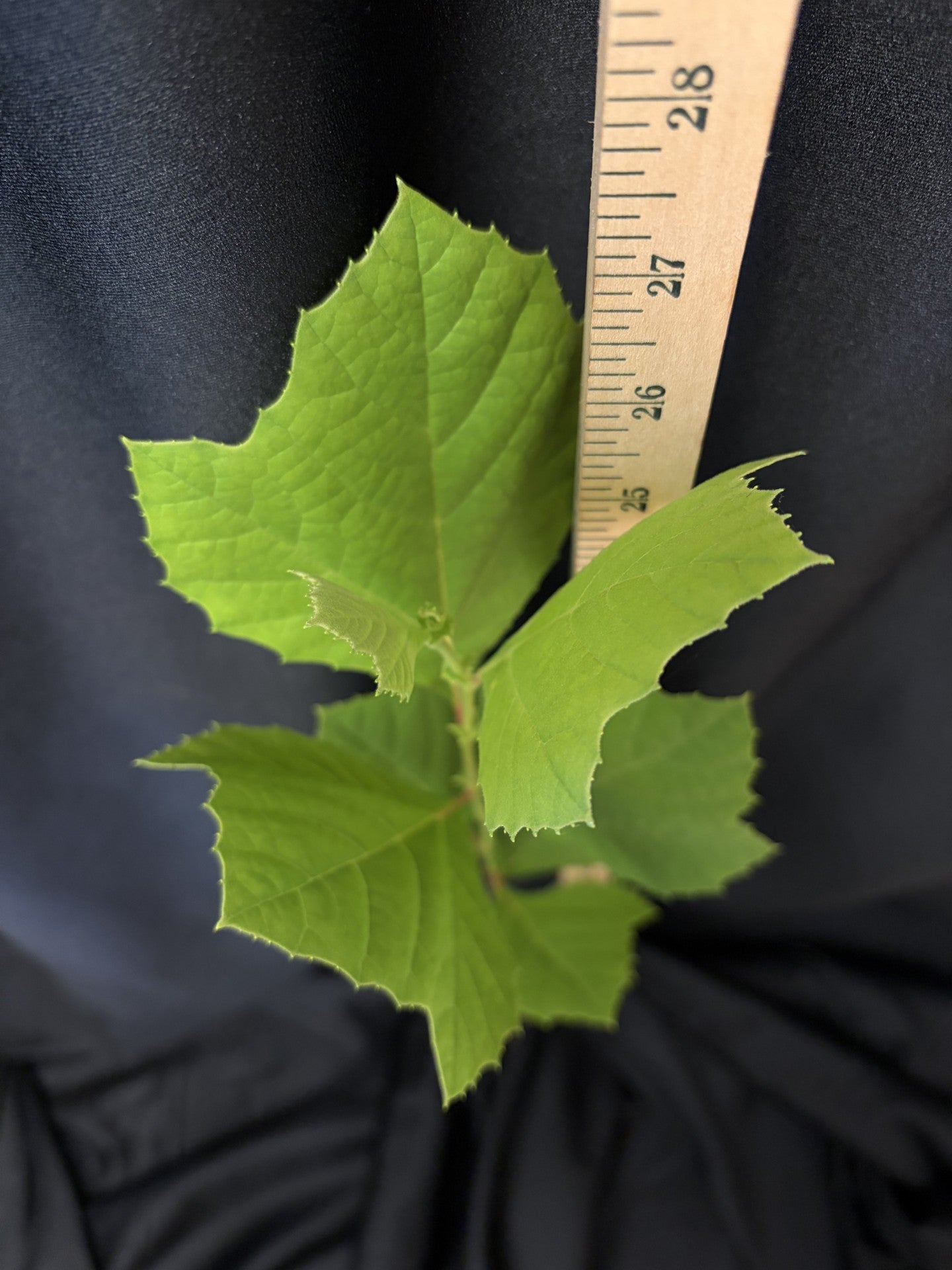American Sycamore - Container