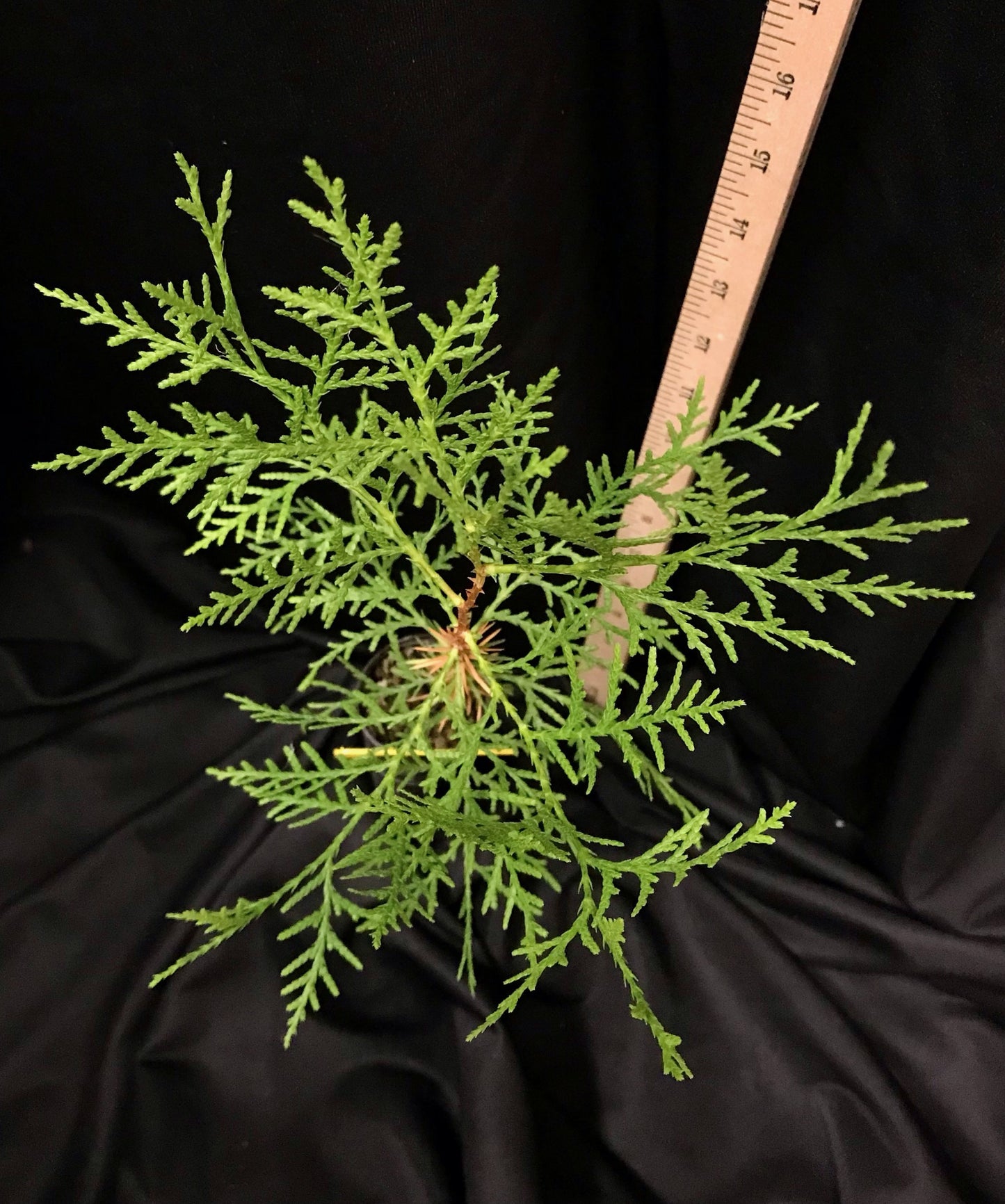 Oriental Arborvitae - Container