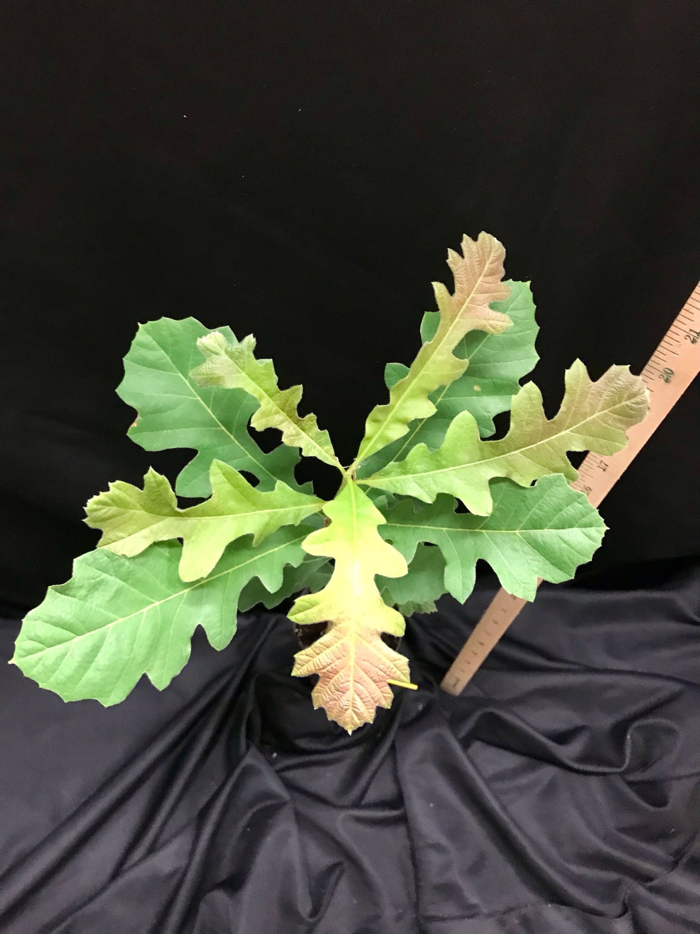 D40 - Bur Oak - Container