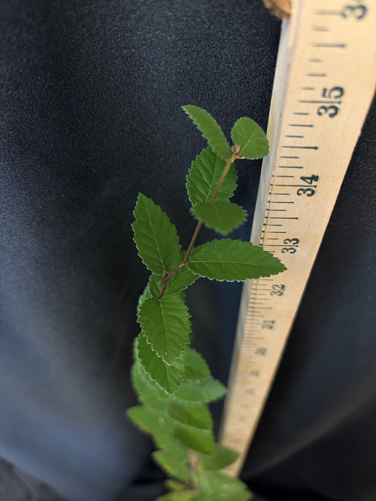 Cedar Elm - D40