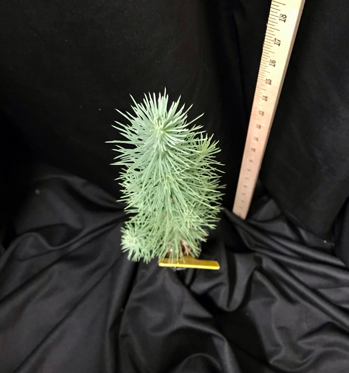 Italian Stone Pine - Container