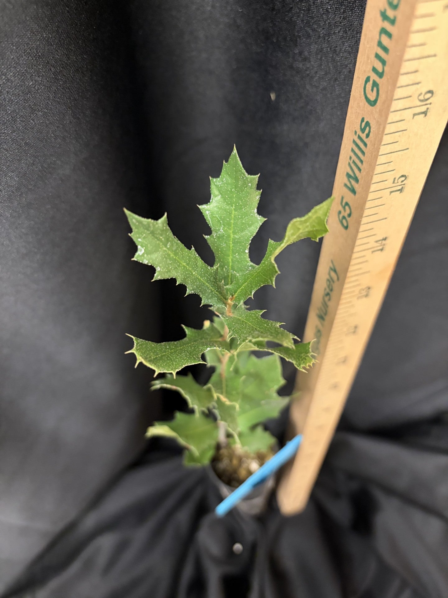Live Oak - Container