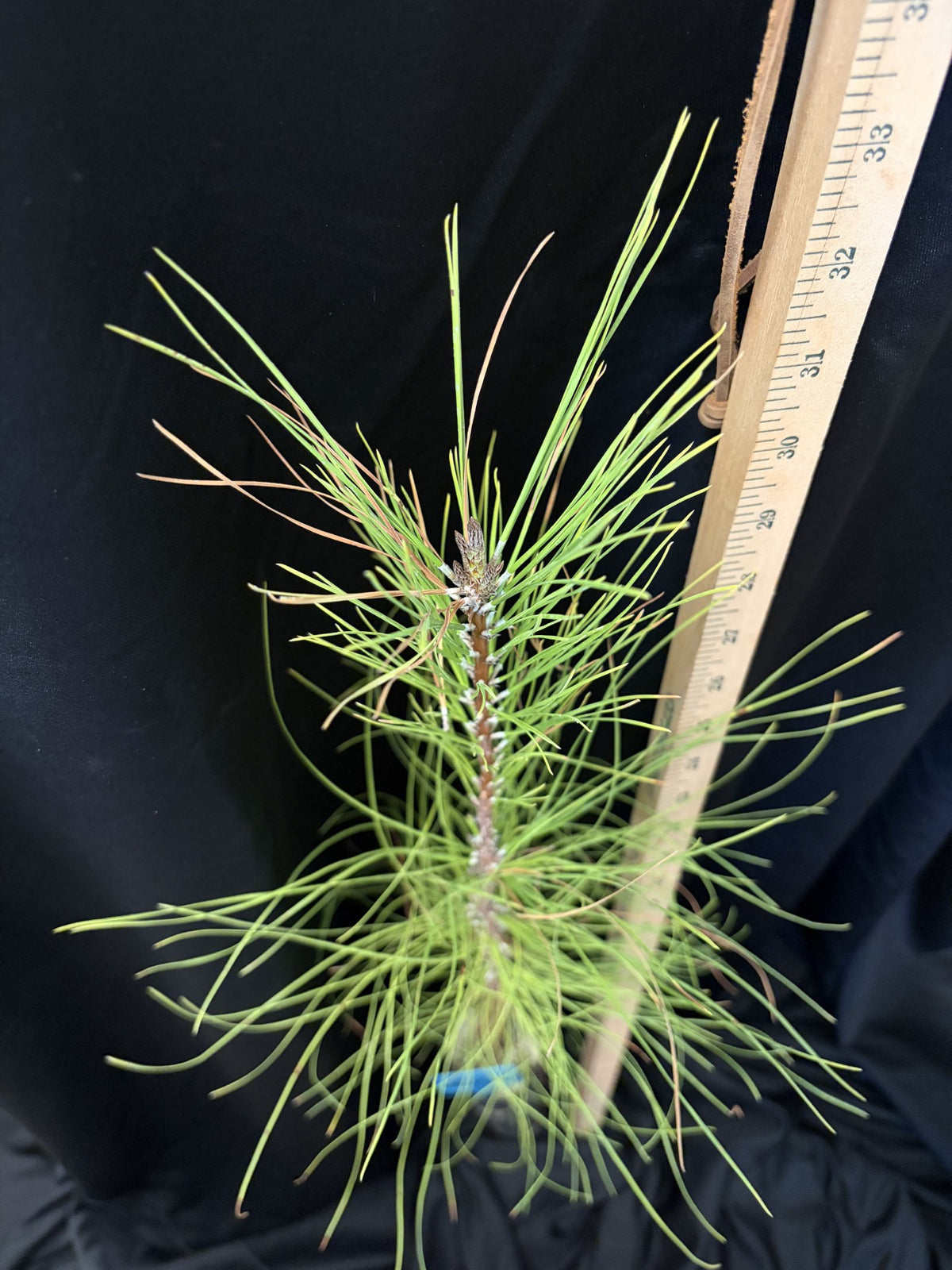 Loblolly Pine (Bastrop) - D40
