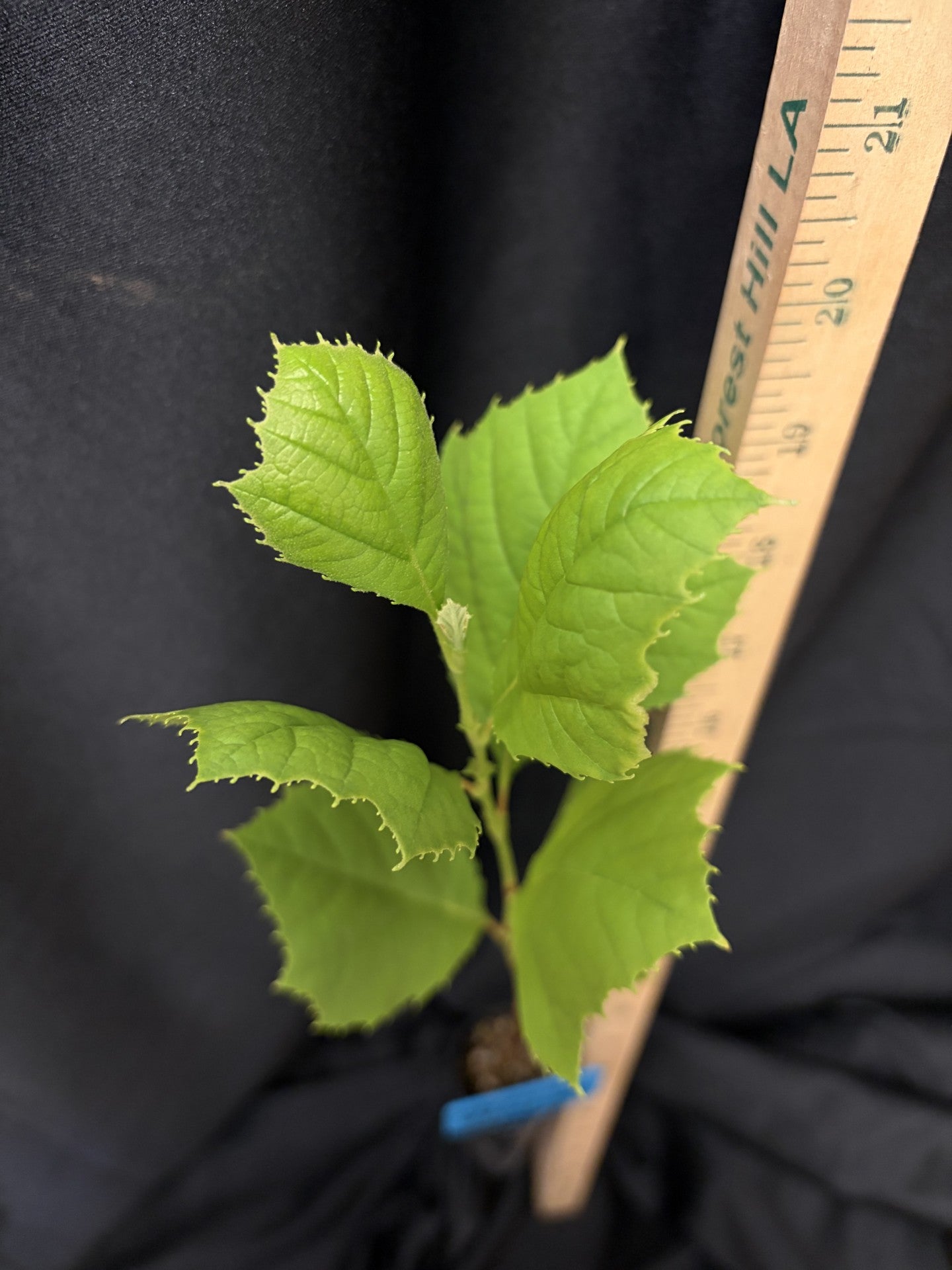 Mexican Sycamore - Container