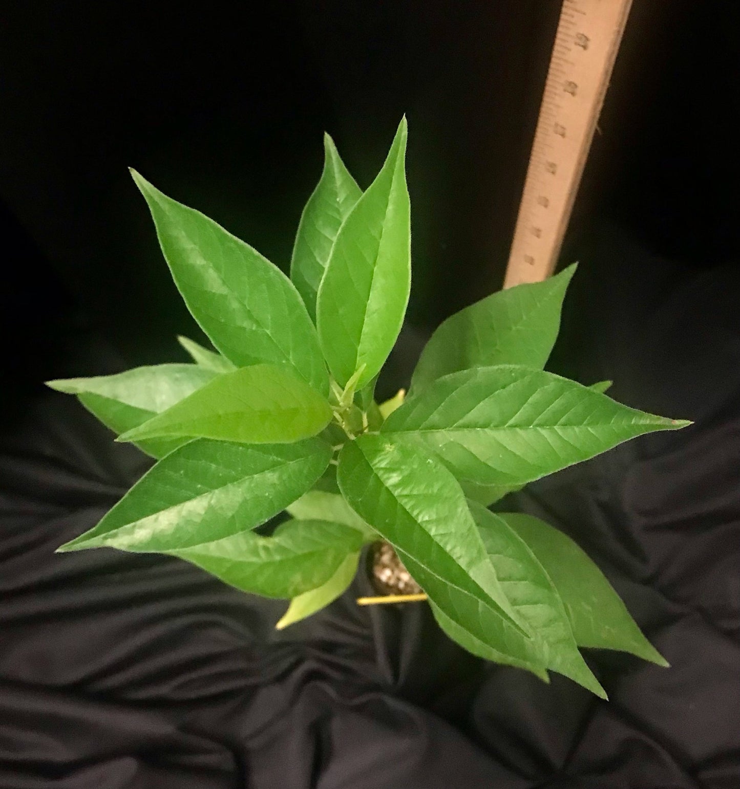 Osage Orange (Horse Apple) - Container