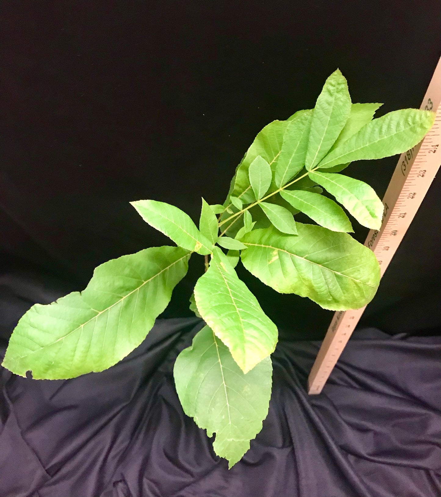 D40 - Pecan - Container