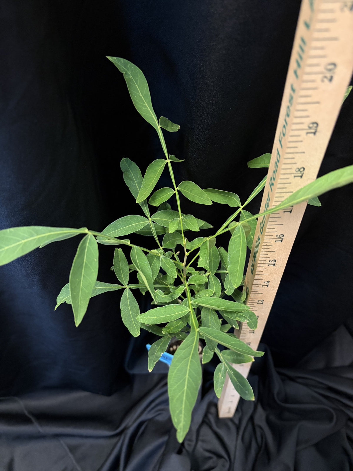 Western Soapberry - Container