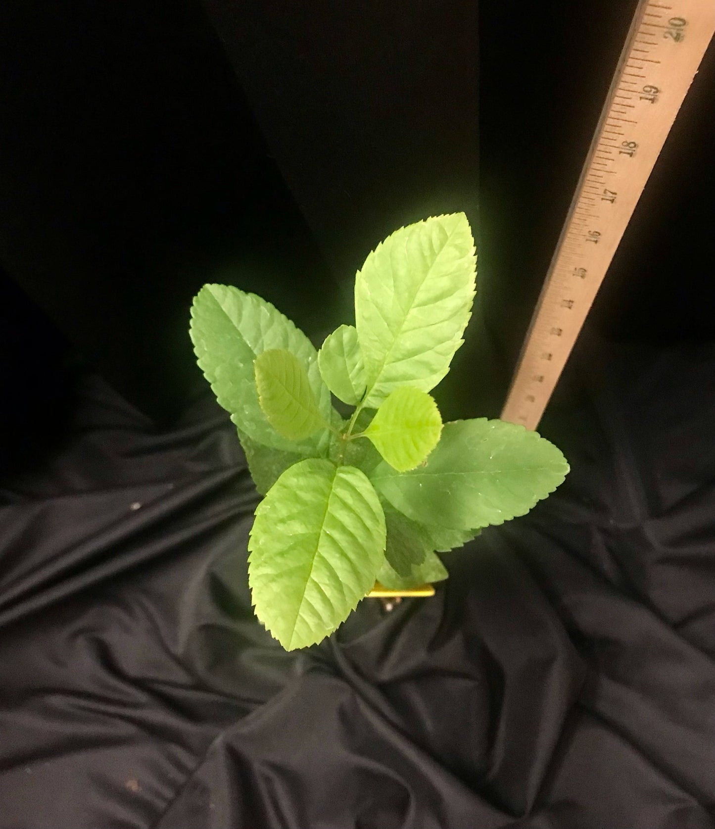 Texas Ash - Container