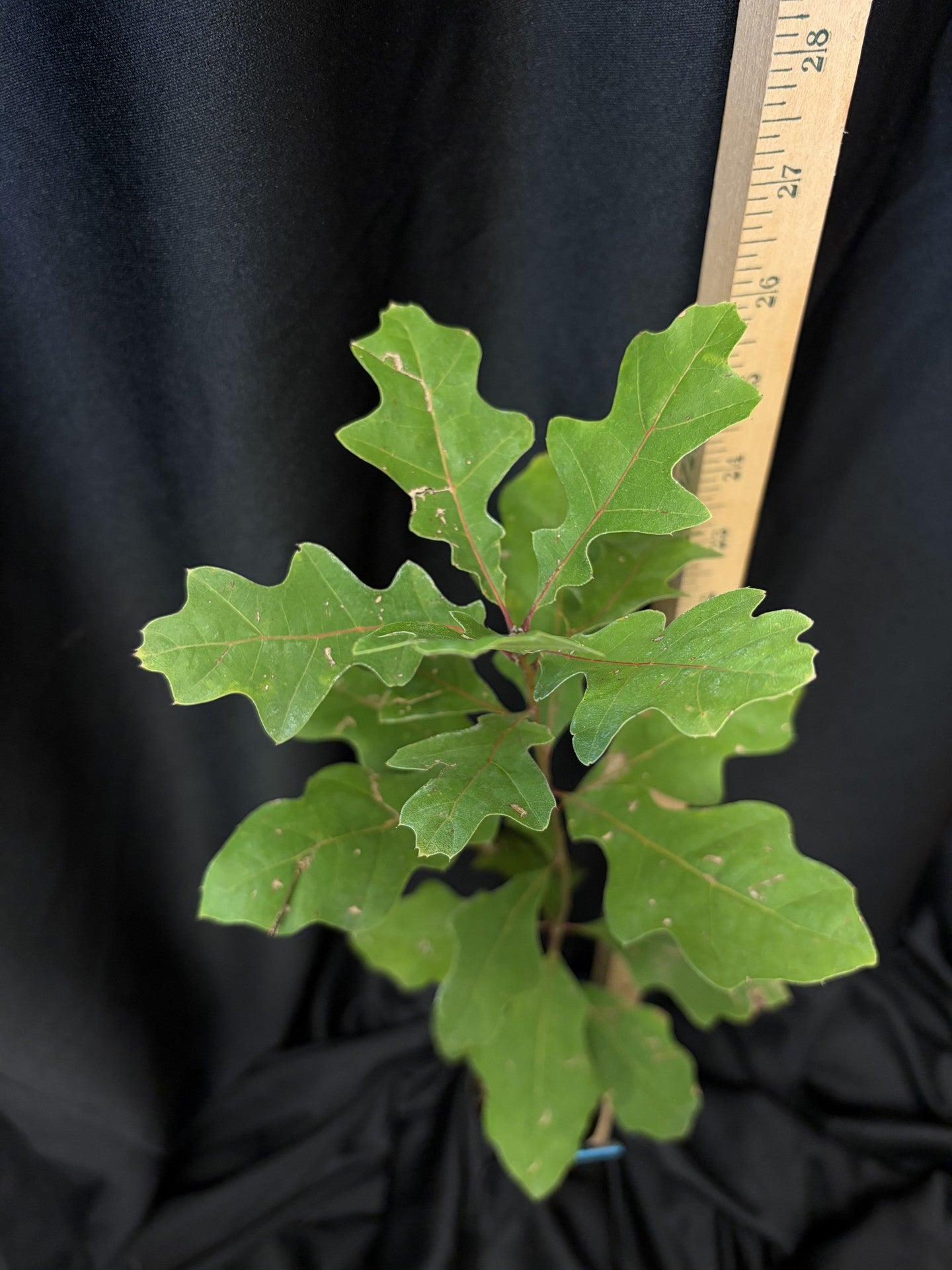 Texas Red Oak - D40