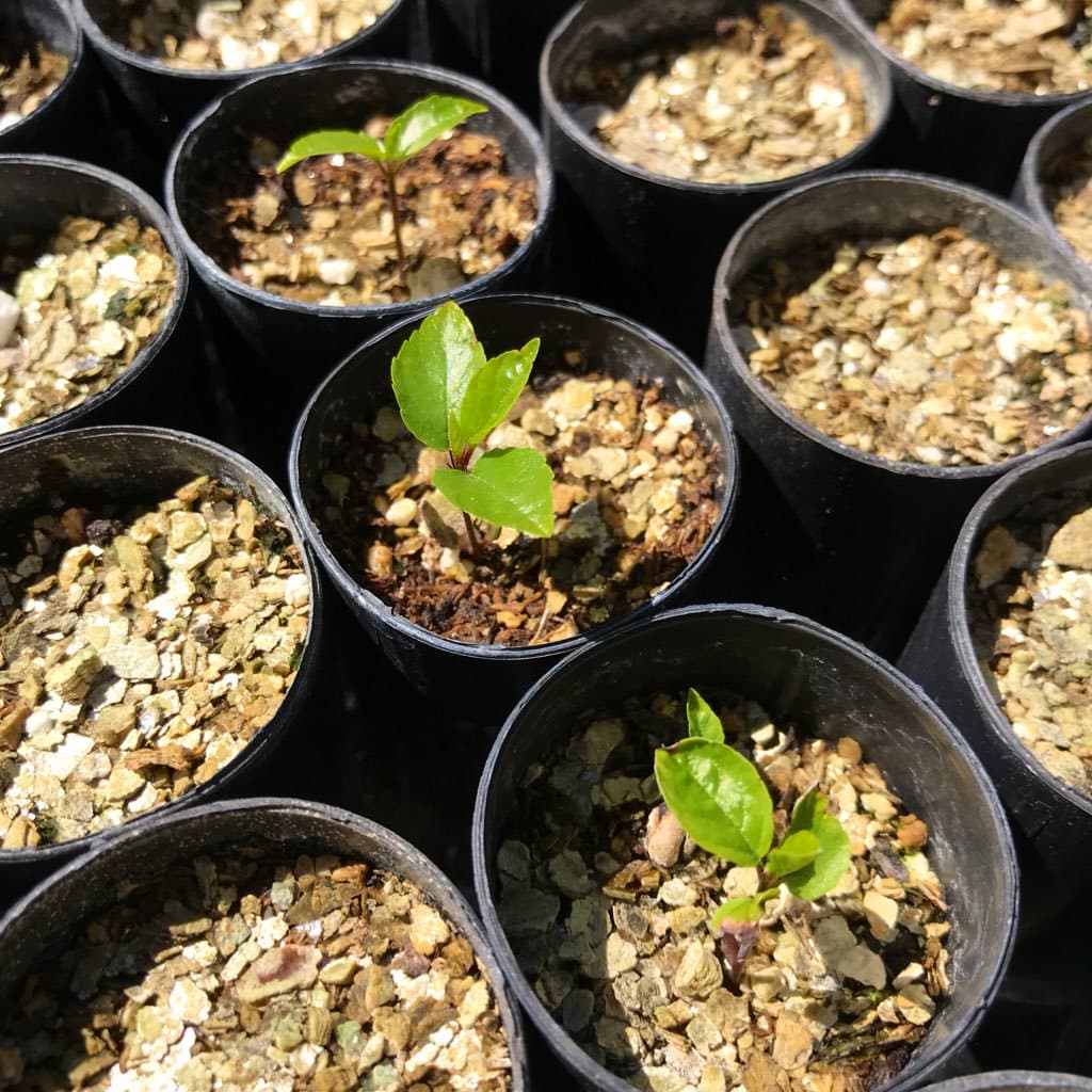 Seedlings just sprouting