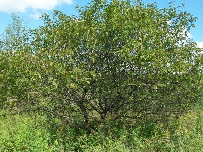 D40 - American Plum - Container