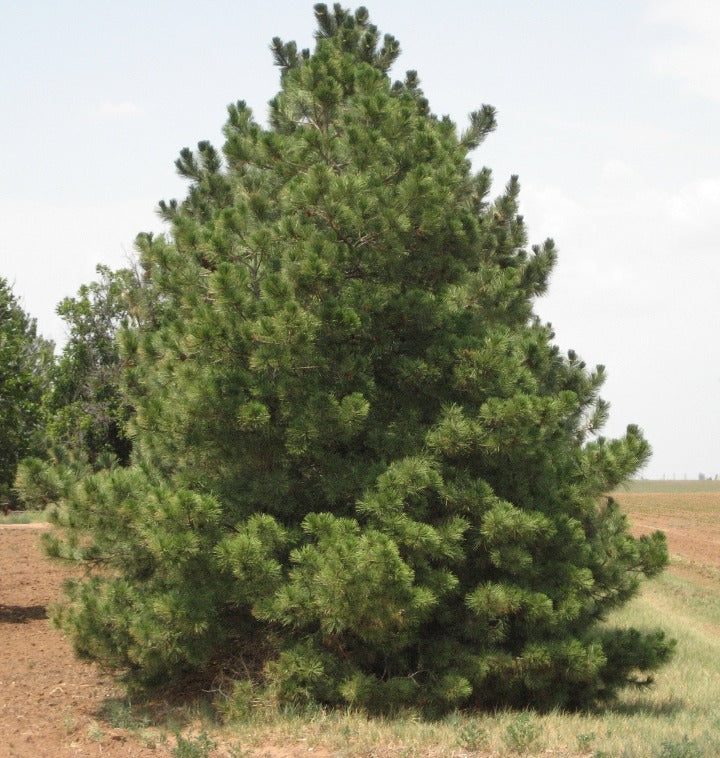 Austrian Pine - Container