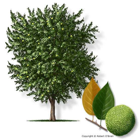 Osage Orange (Horse Apple) - Container – West Texas Nursery