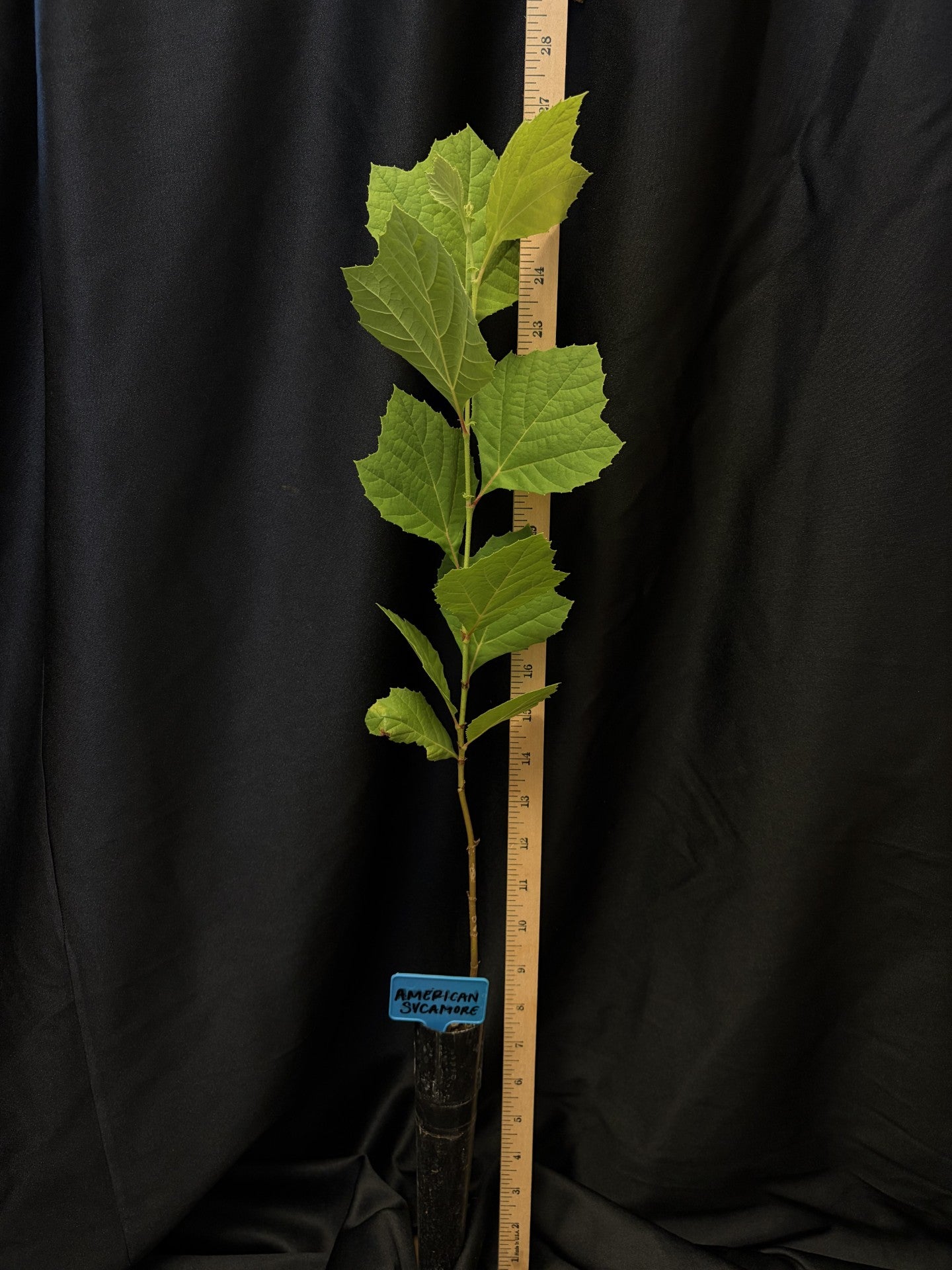 American Sycamore - Container