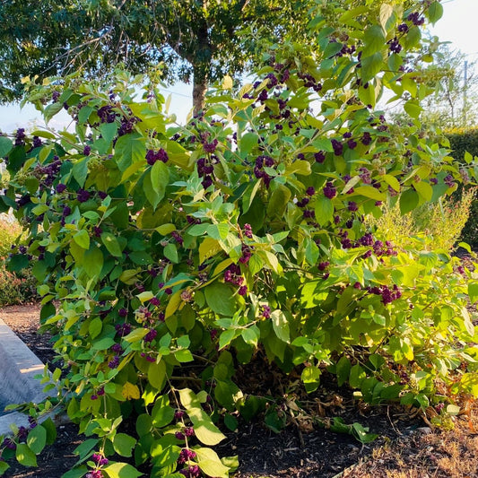 American Beautyberry - Container