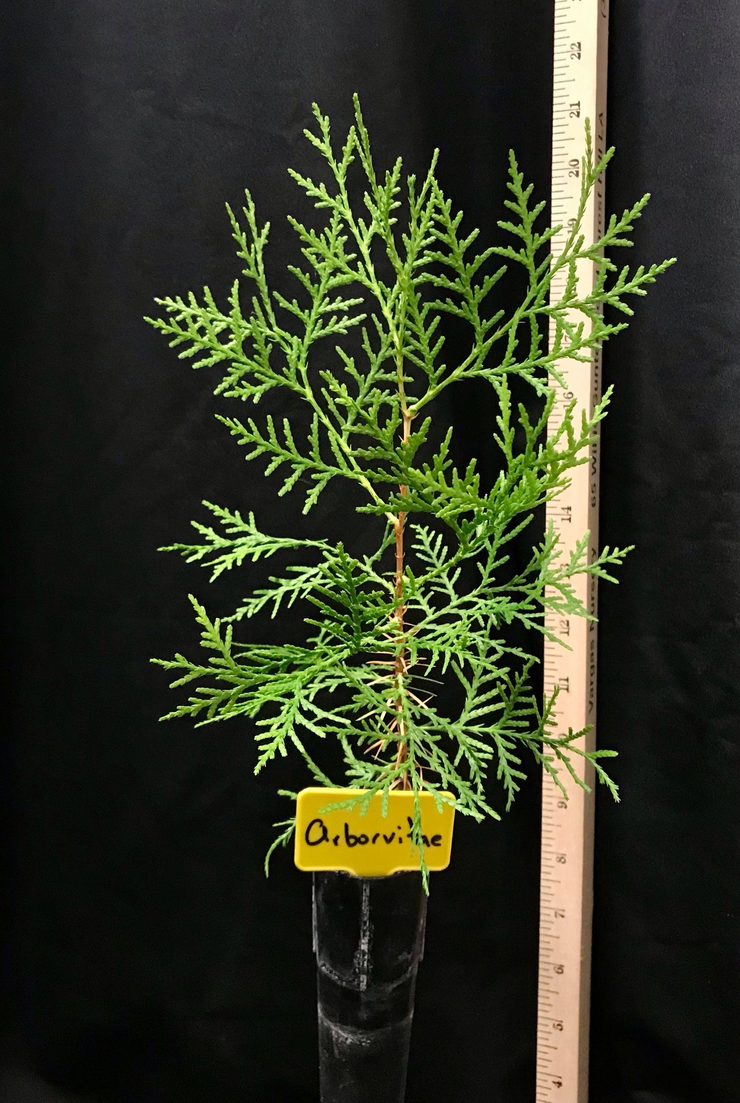 Oriental Arborvitae - Container