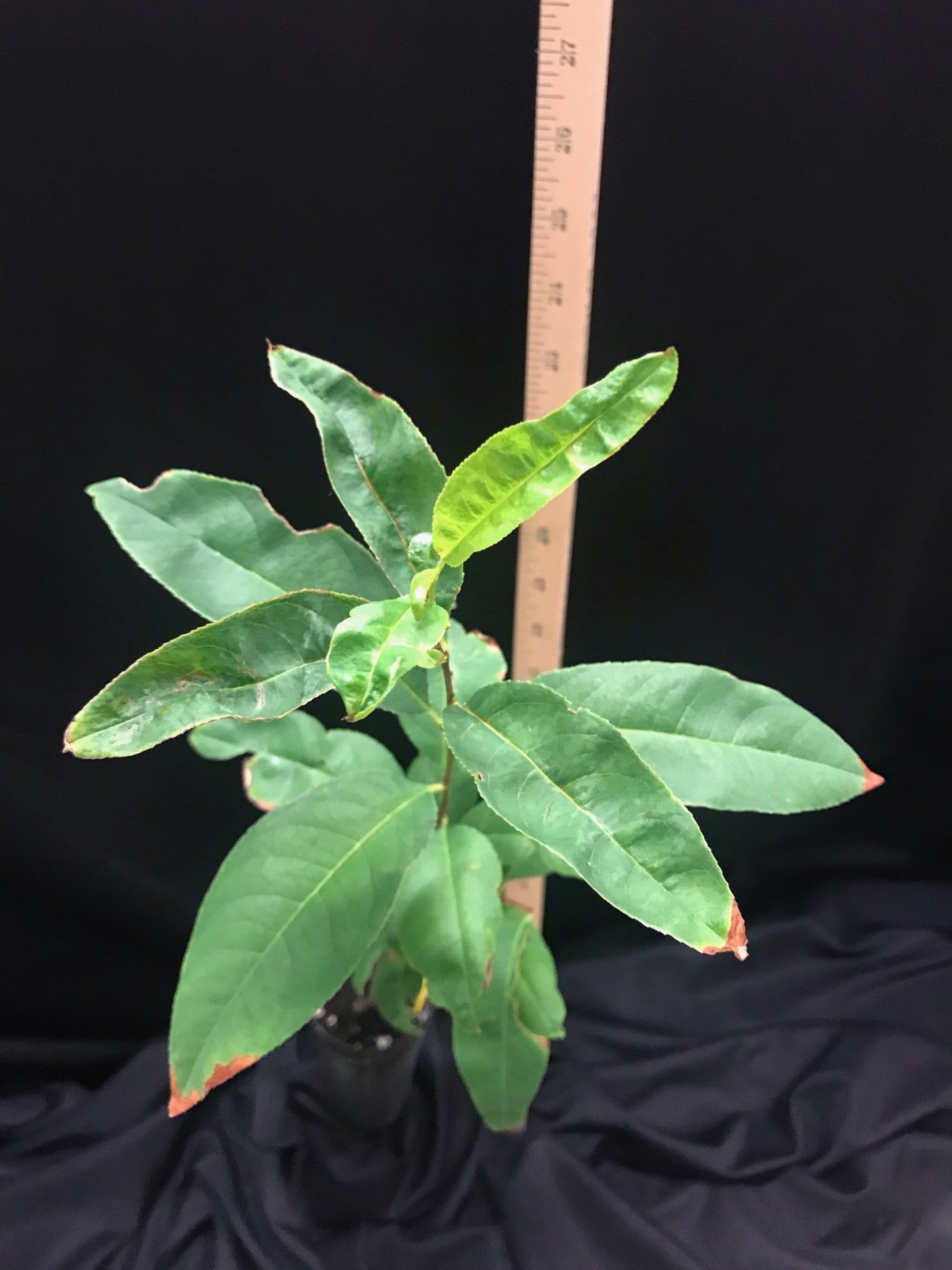 D40 - Black Cherry - Container