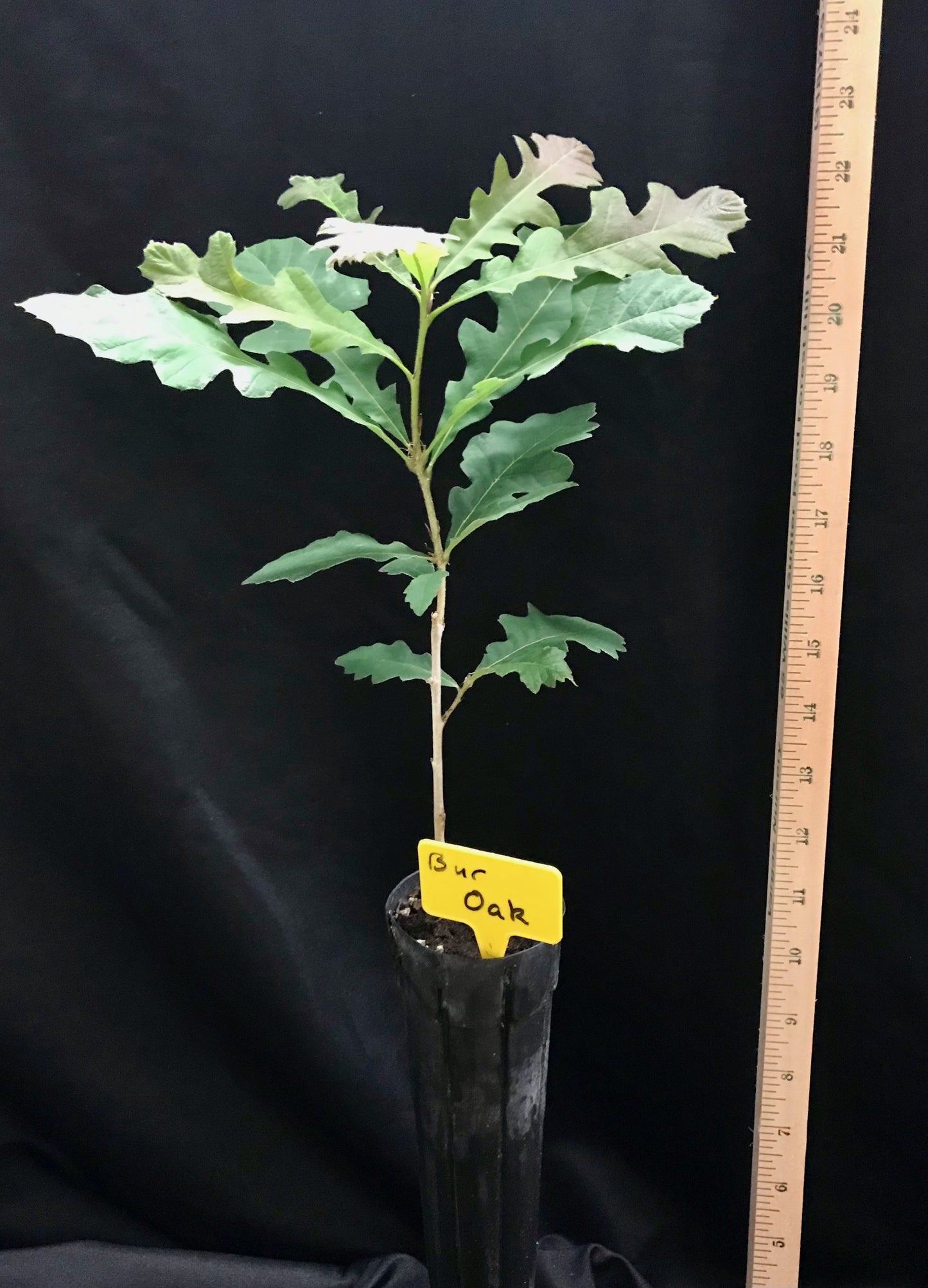 D40 - Bur Oak - Container