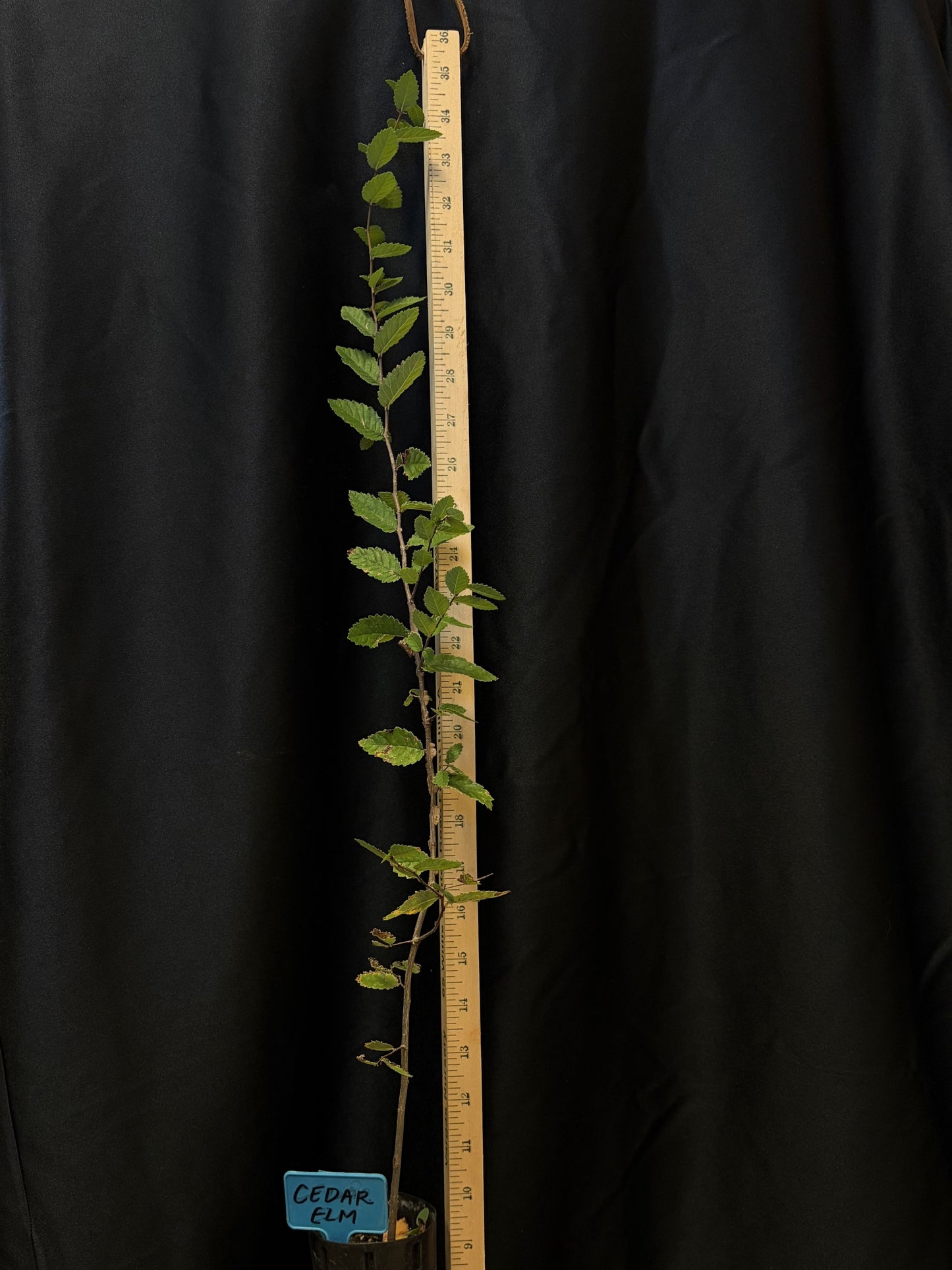 Cedar Elm - D40
