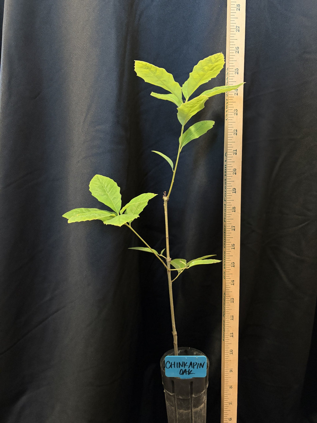 Chinkapin Oak - D40