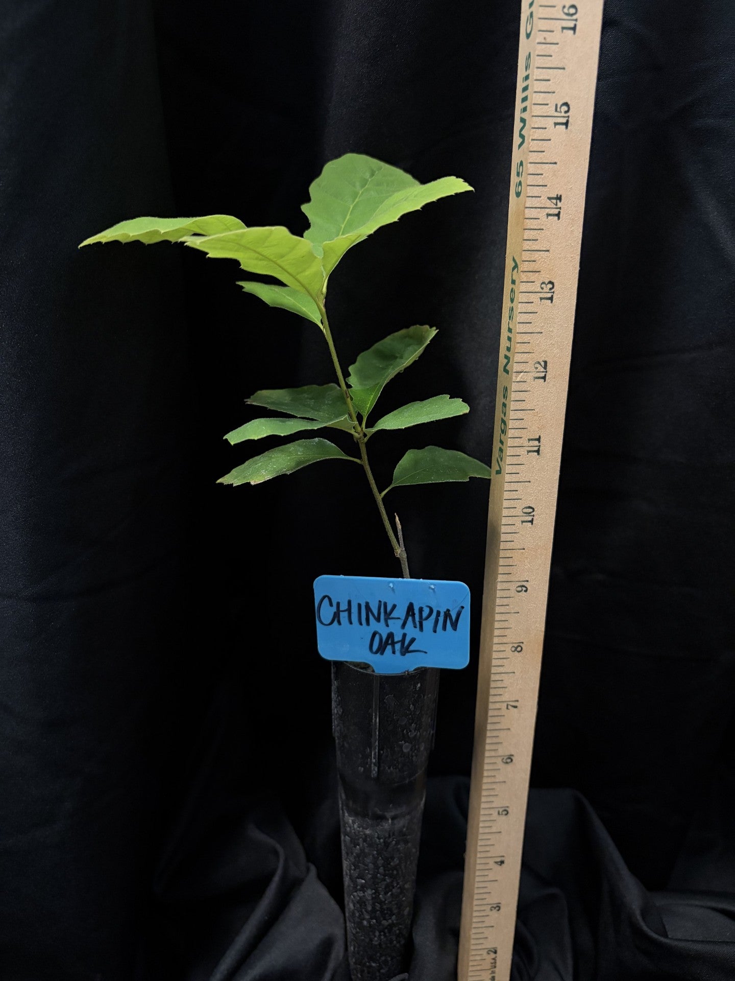 Chinkapin Oak - Container