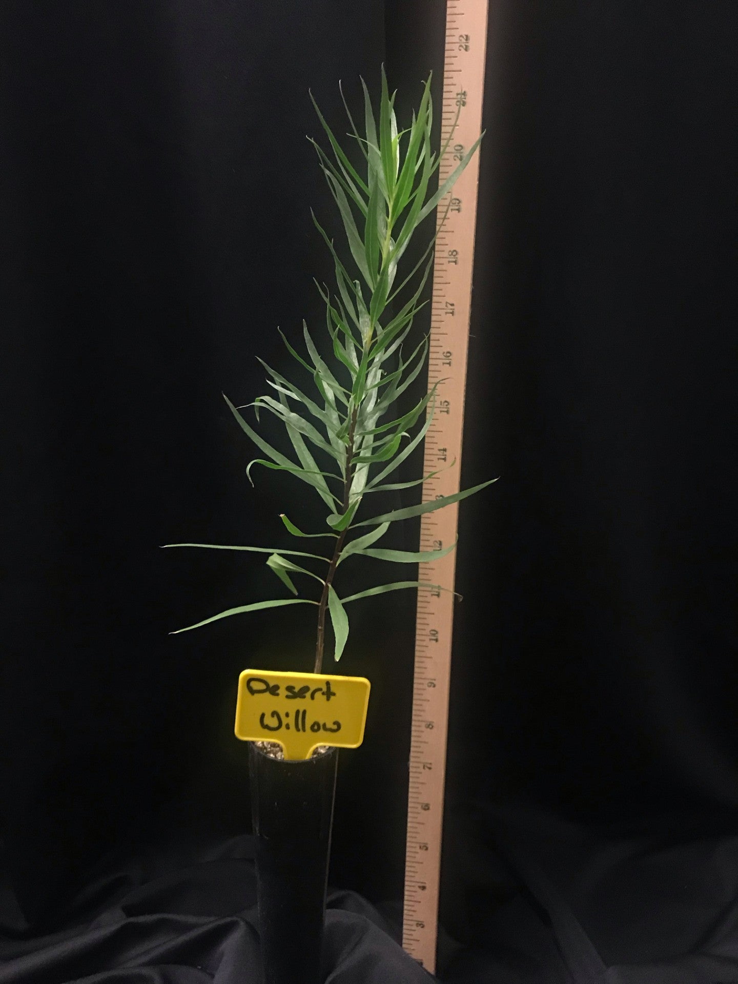 Desert Willow - Container