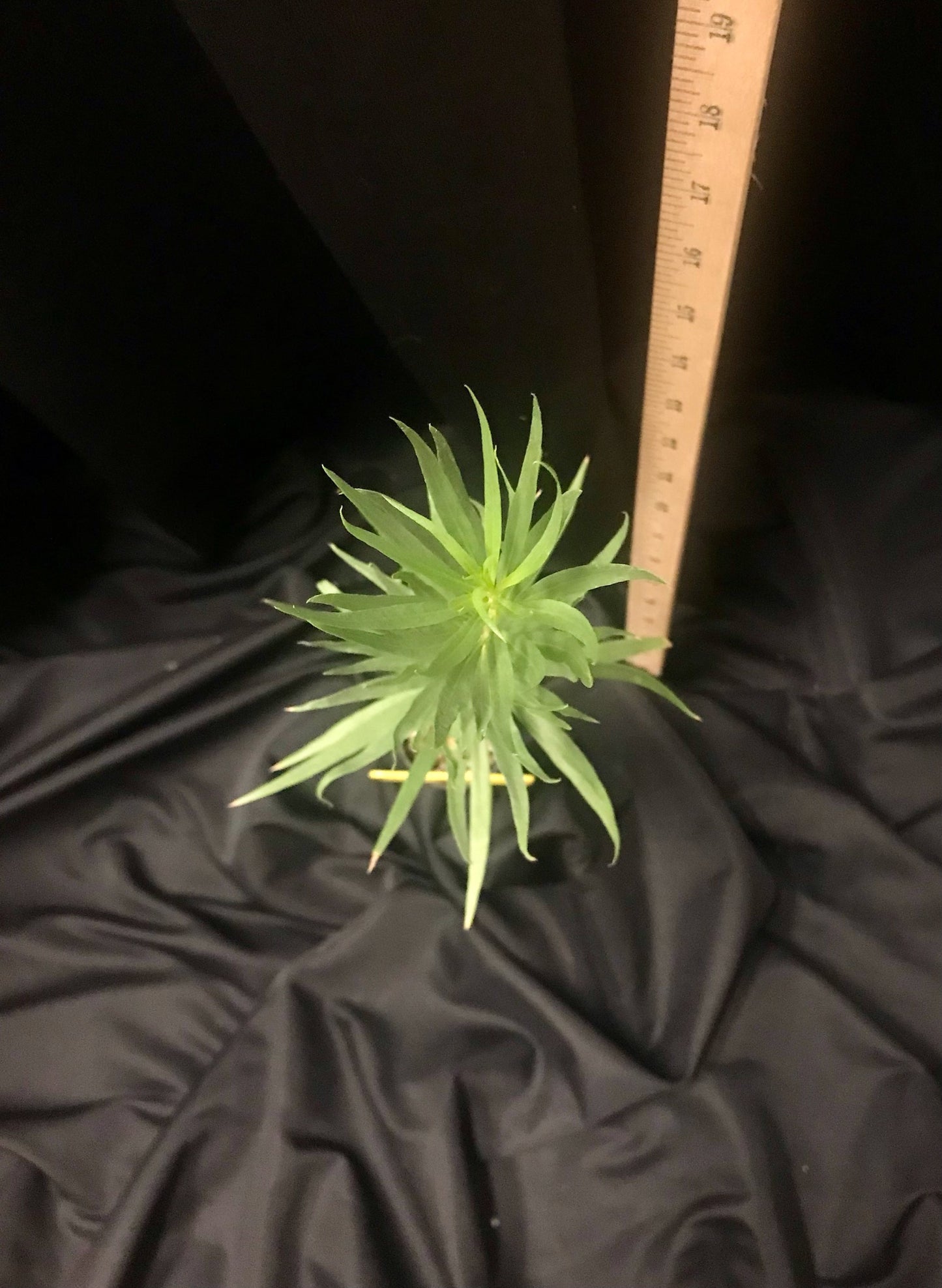 Desert Willow - Container