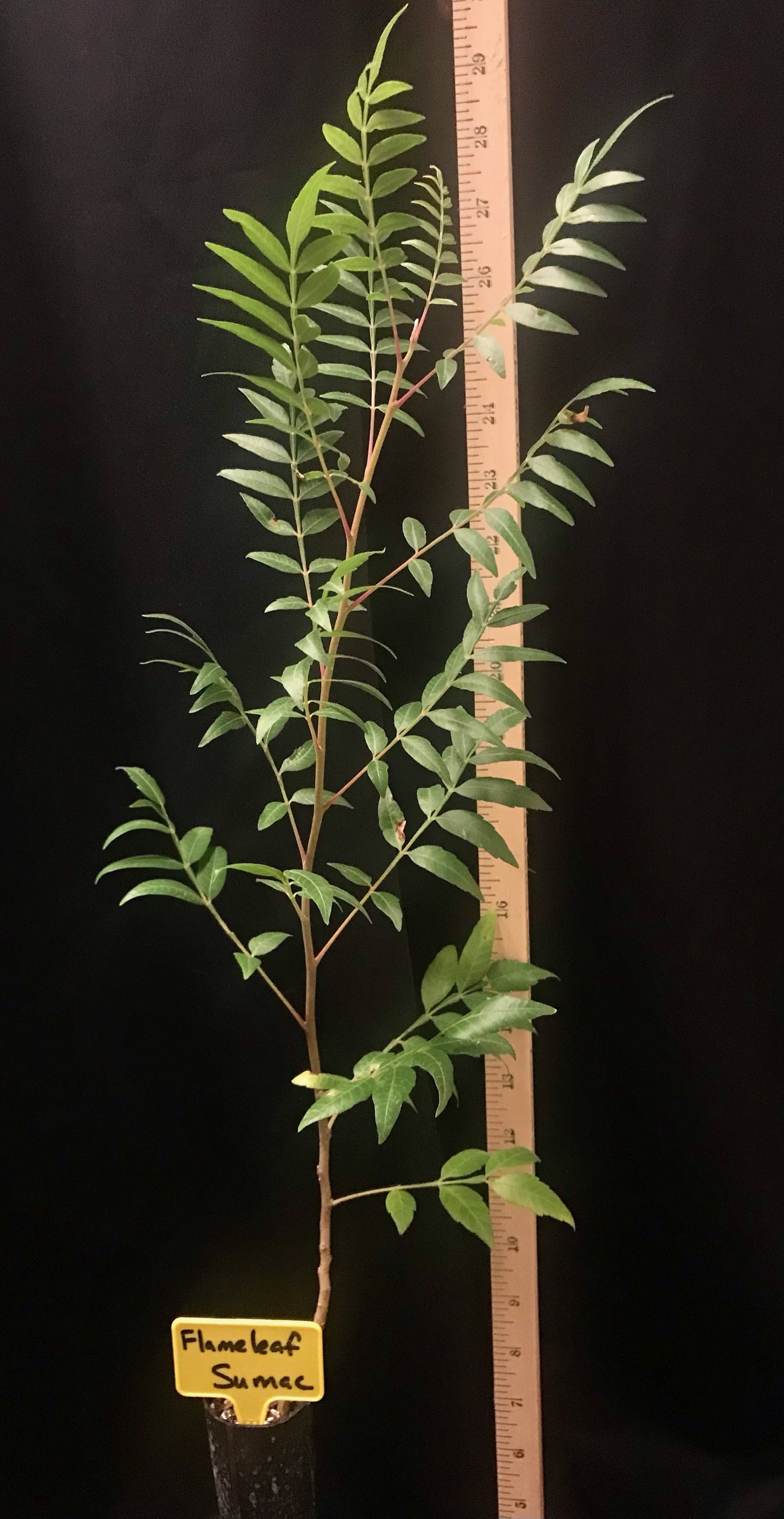 Flameleaf Sumac - Container