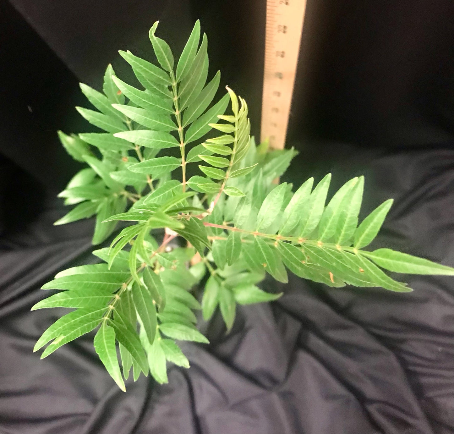 Flameleaf Sumac - Container