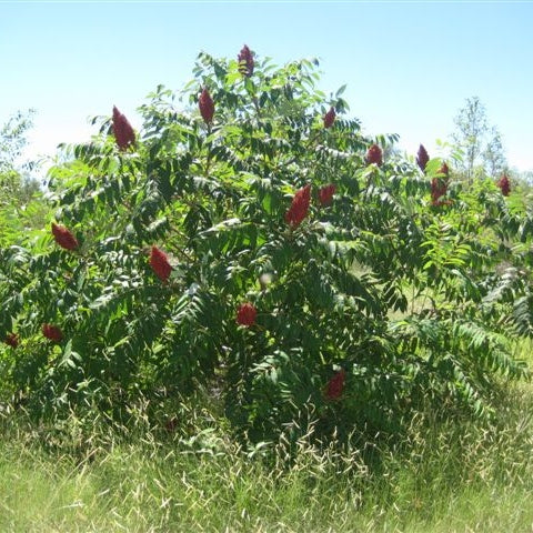 Flameleaf Sumac - Container