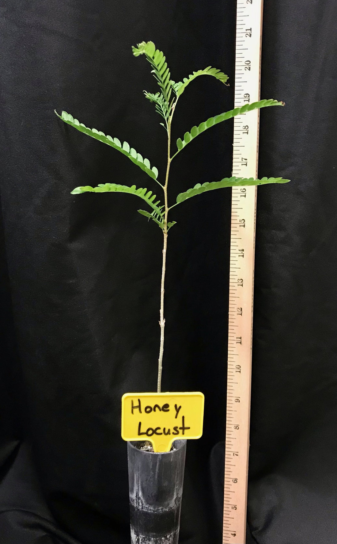 Honeylocust (Thornless) - Container – West Texas Nursery