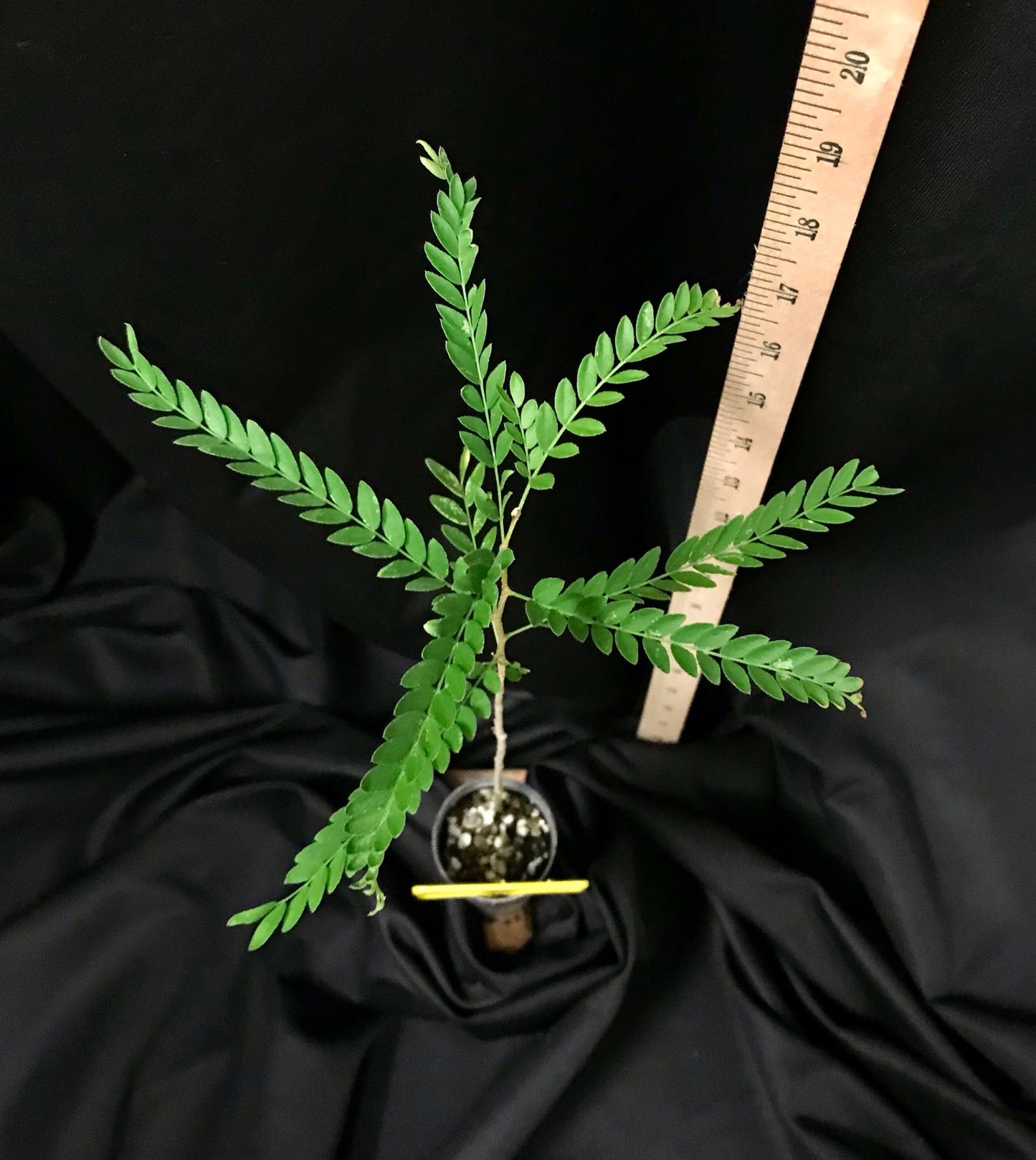 Honeylocust - Container