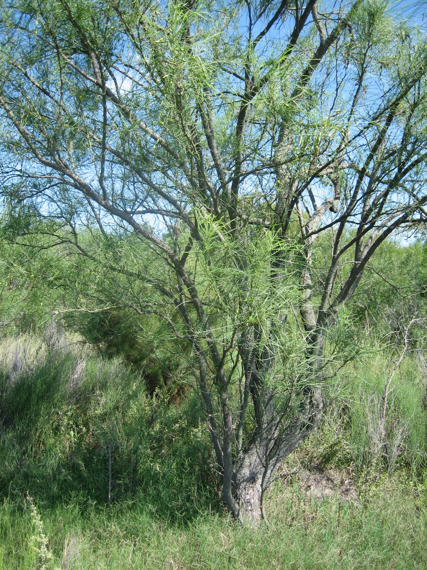 Retama aka Jerusalem-thorn - Container