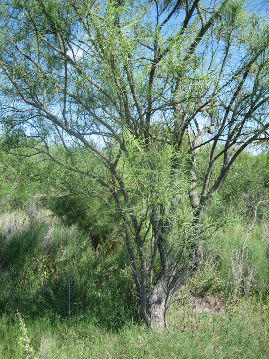 Retama aka Jerusalem-thorn - Container