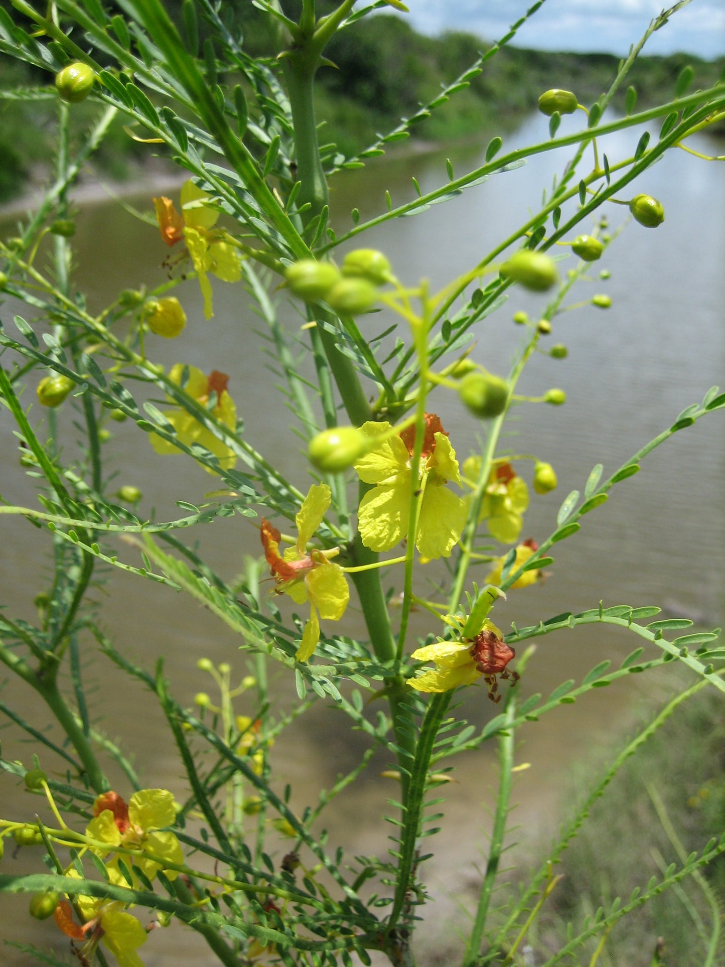 Retama aka Jerusalem-thorn - Container