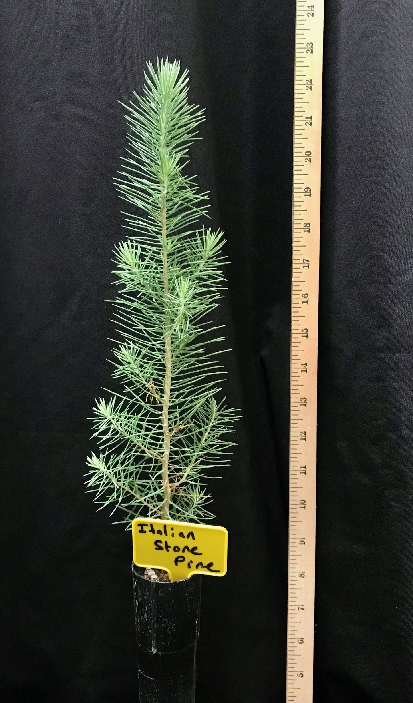 Italian Stone Pine - Container