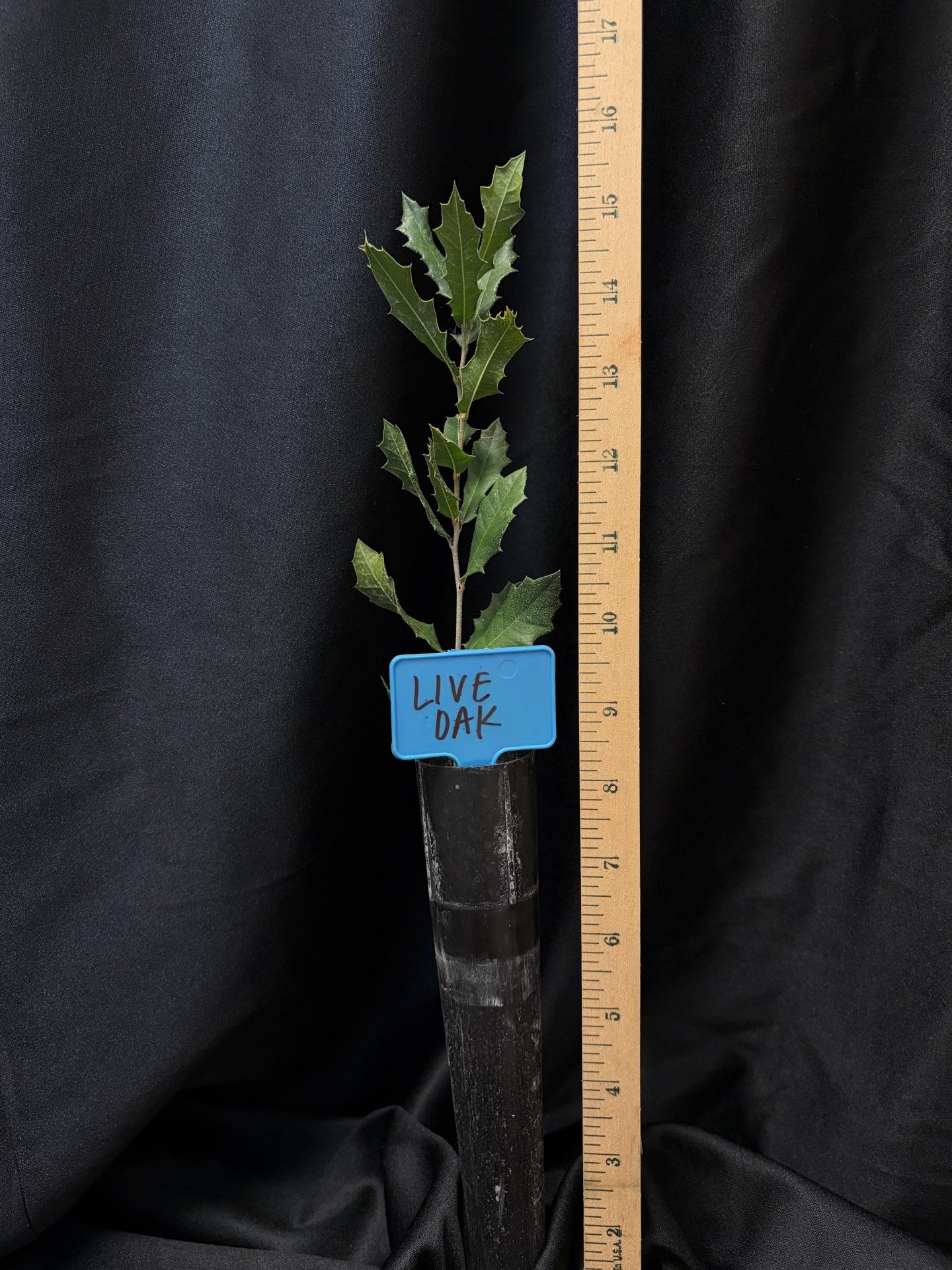 Live Oak - Container