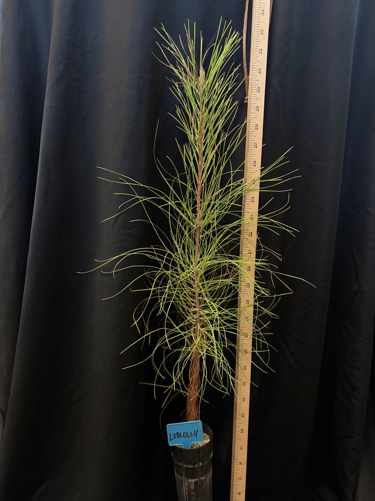 Loblolly Pine (Bastrop) - D40