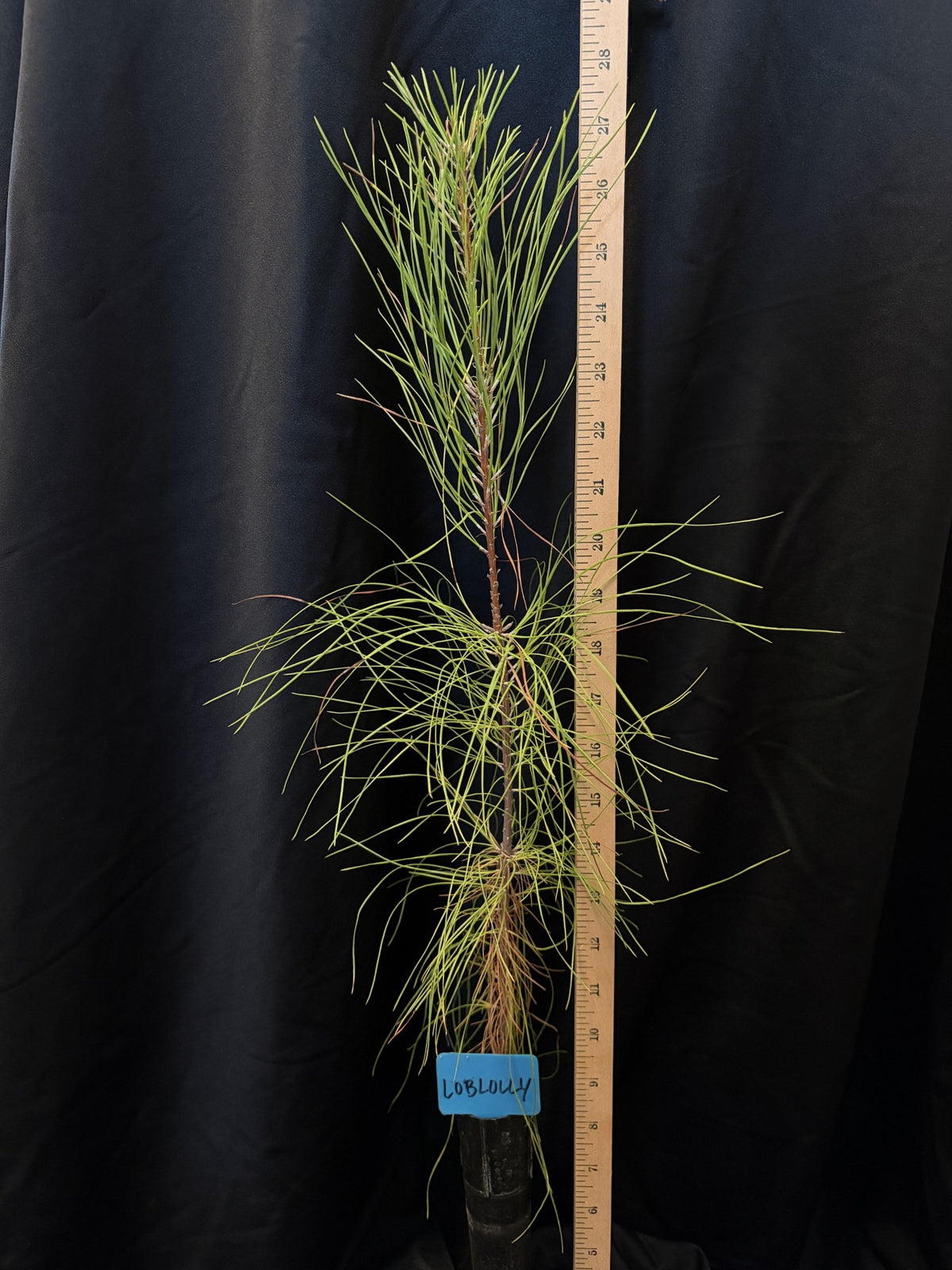 Loblolly Pine (Bastrop) - Container