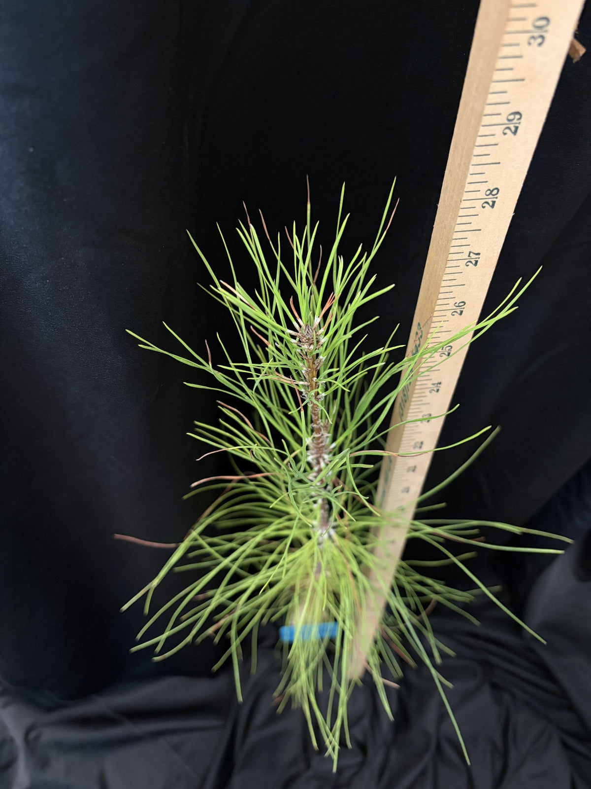 Loblolly Pine (Bastrop) - Container