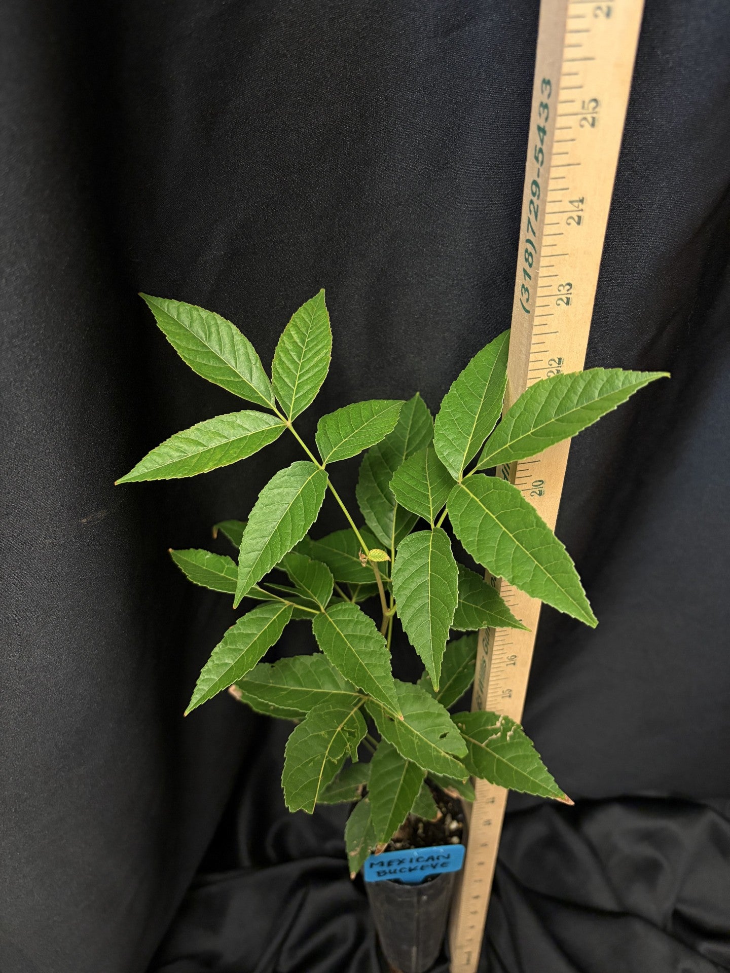 Mexican Buckeye - D40