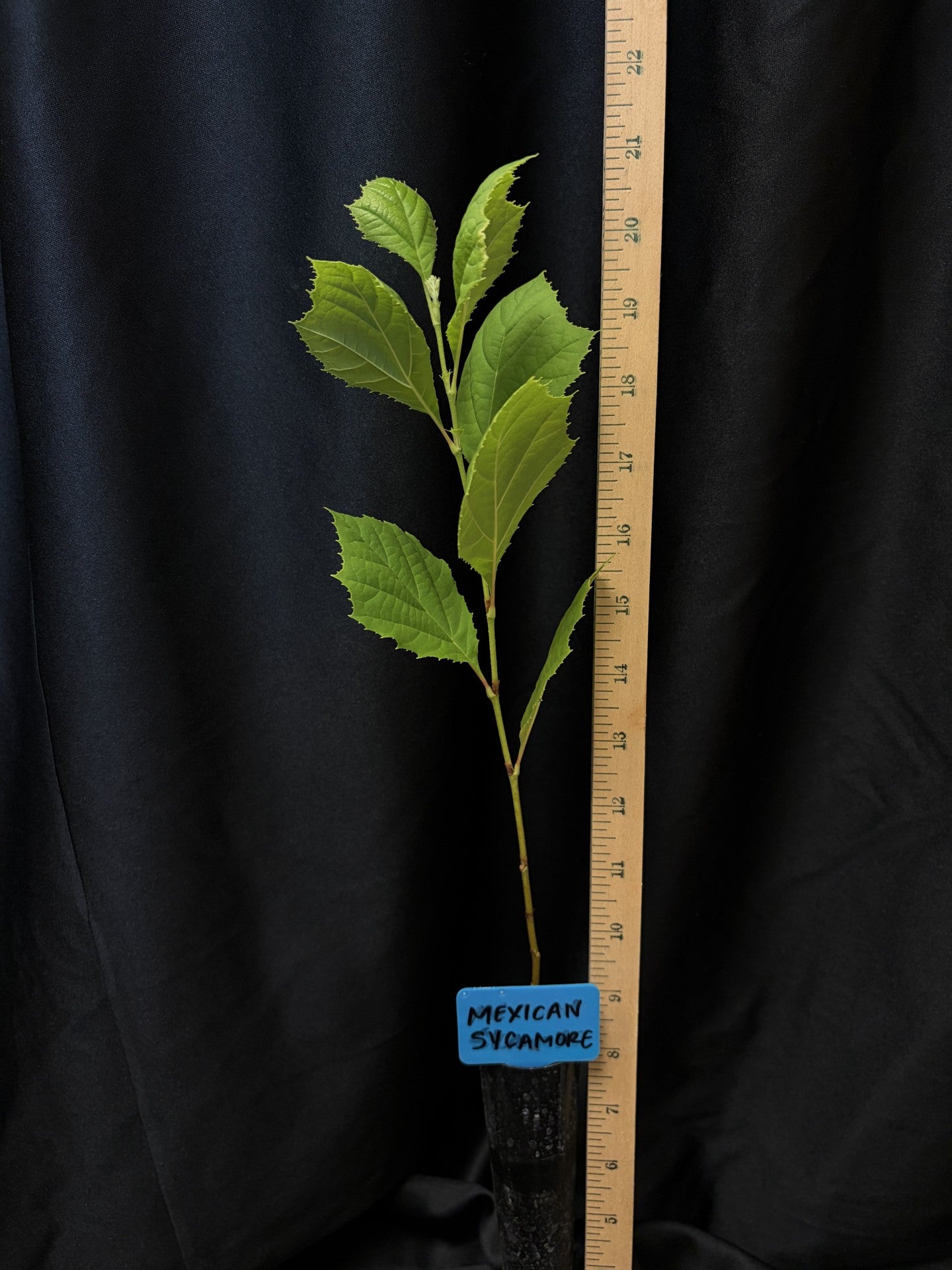 Mexican Sycamore - Container