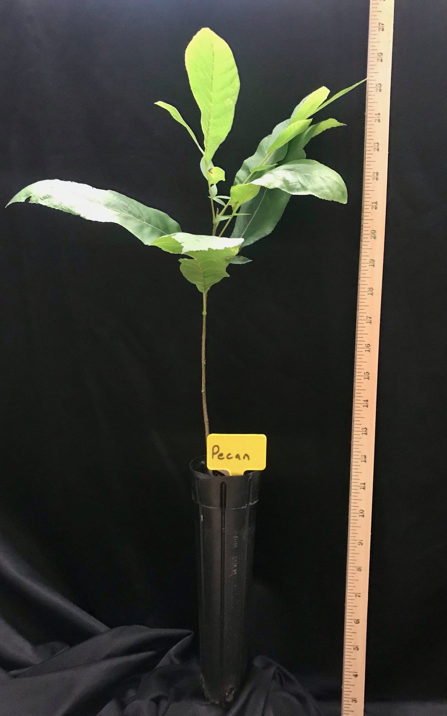 D40 - Pecan - Container