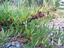 Western Sand Cherry - Container