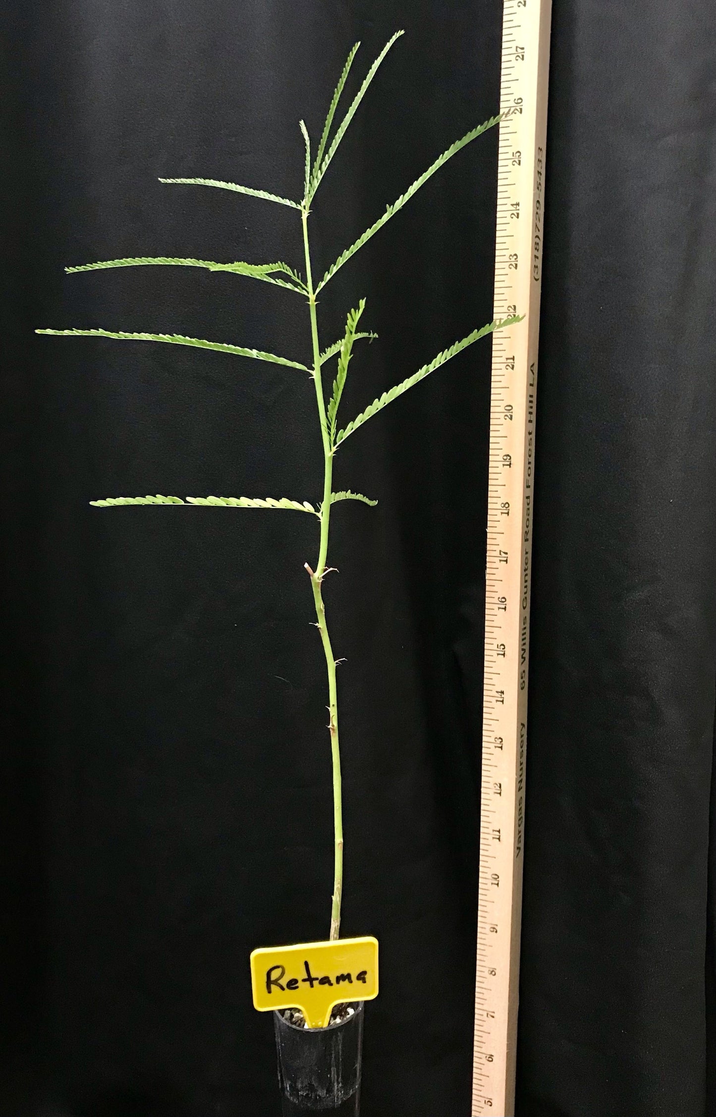 Retama aka Jerusalem-thorn - Container