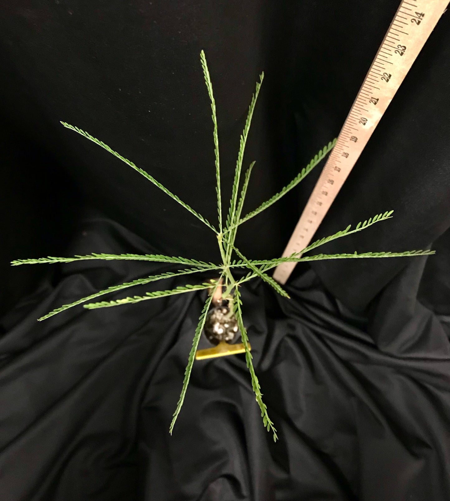 Retama aka Jerusalem-thorn - Container