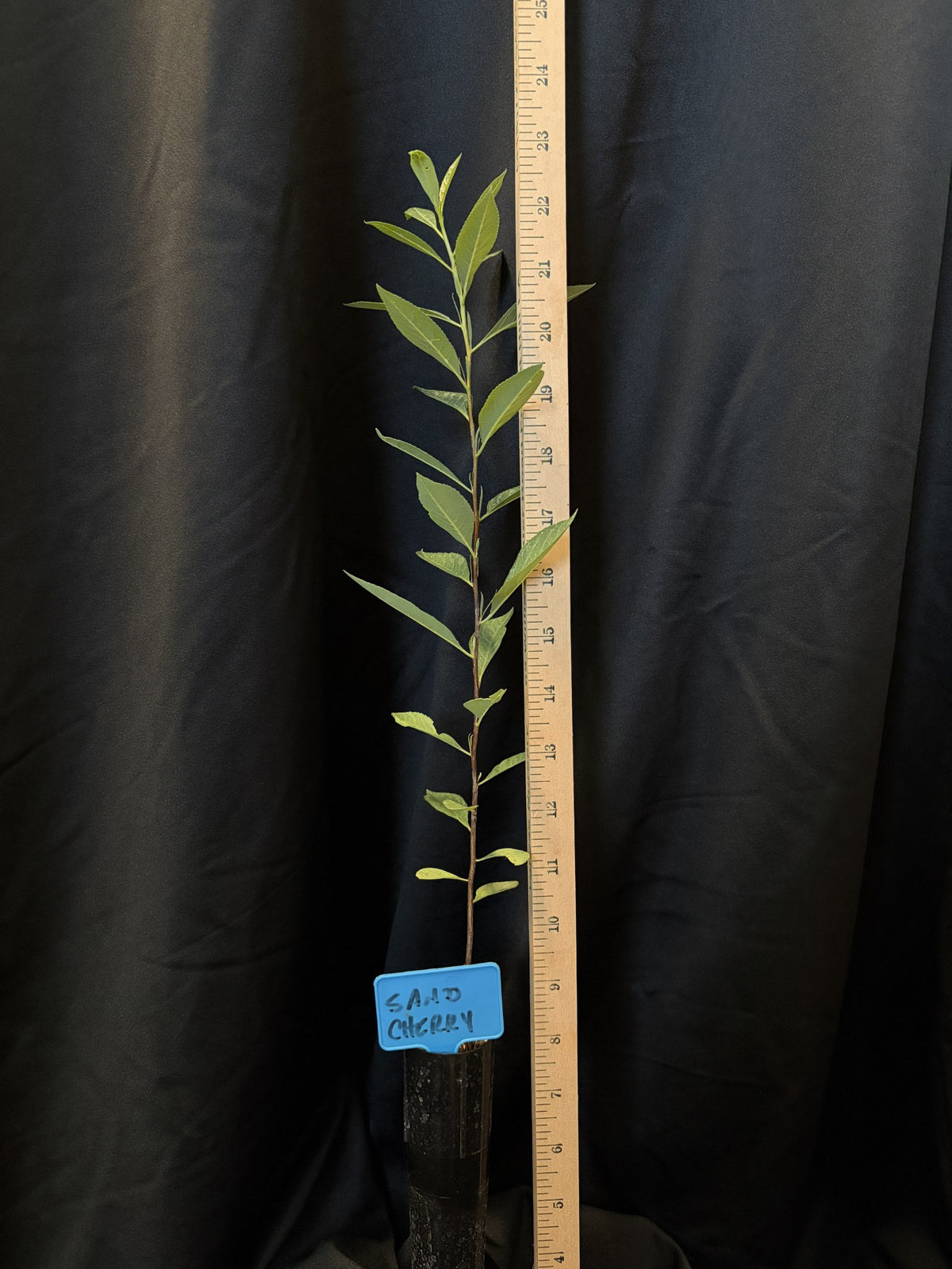 Western Sand Cherry - Container