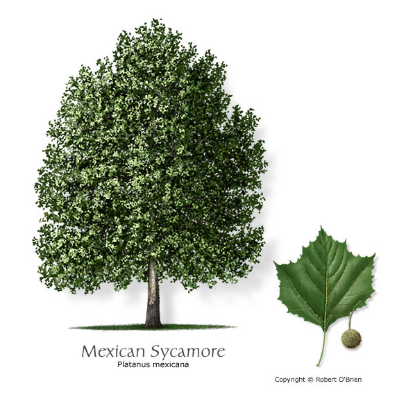 Mexican Sycamore - Container
