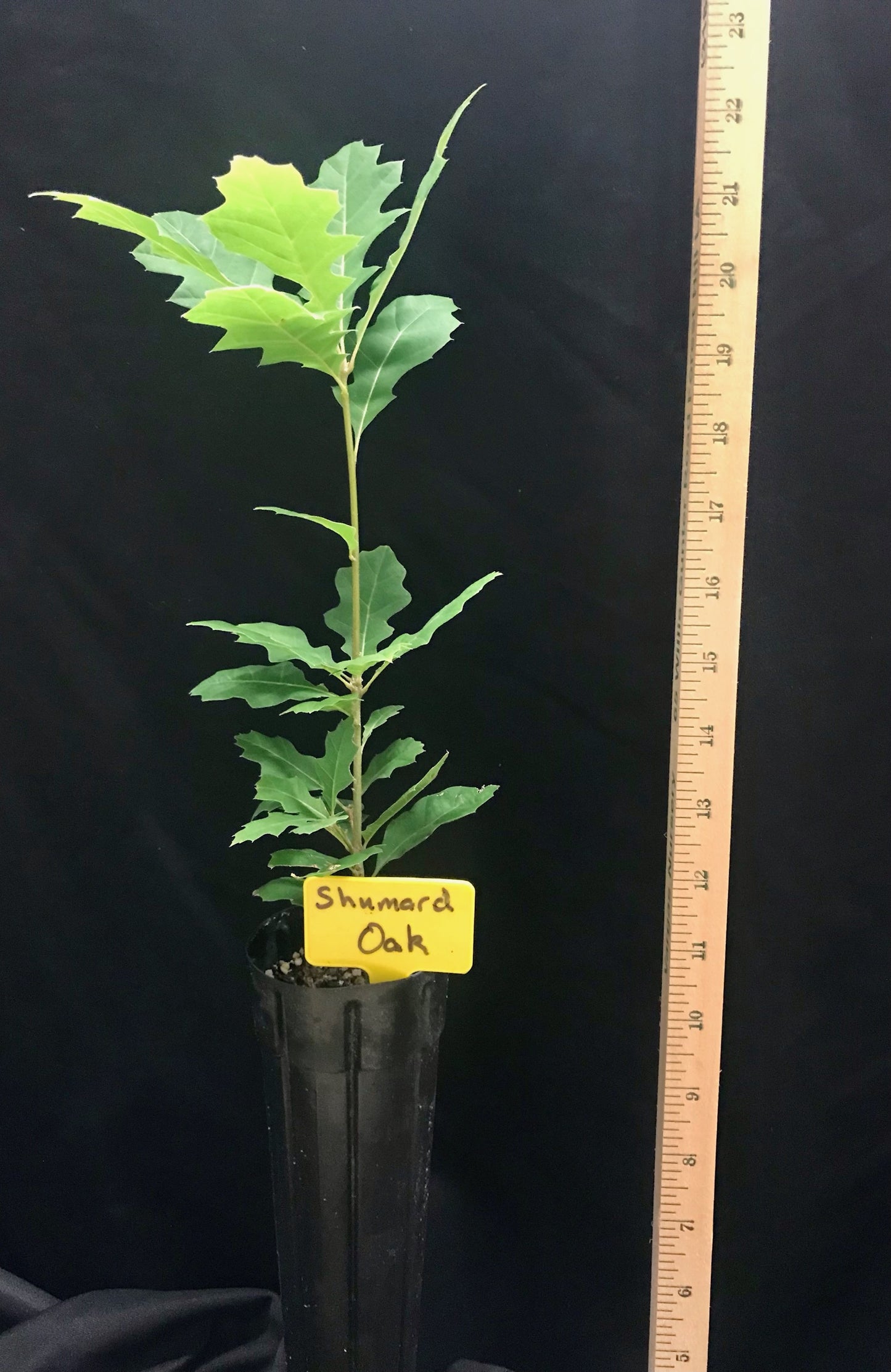 D40 - Shumard Oak - Container