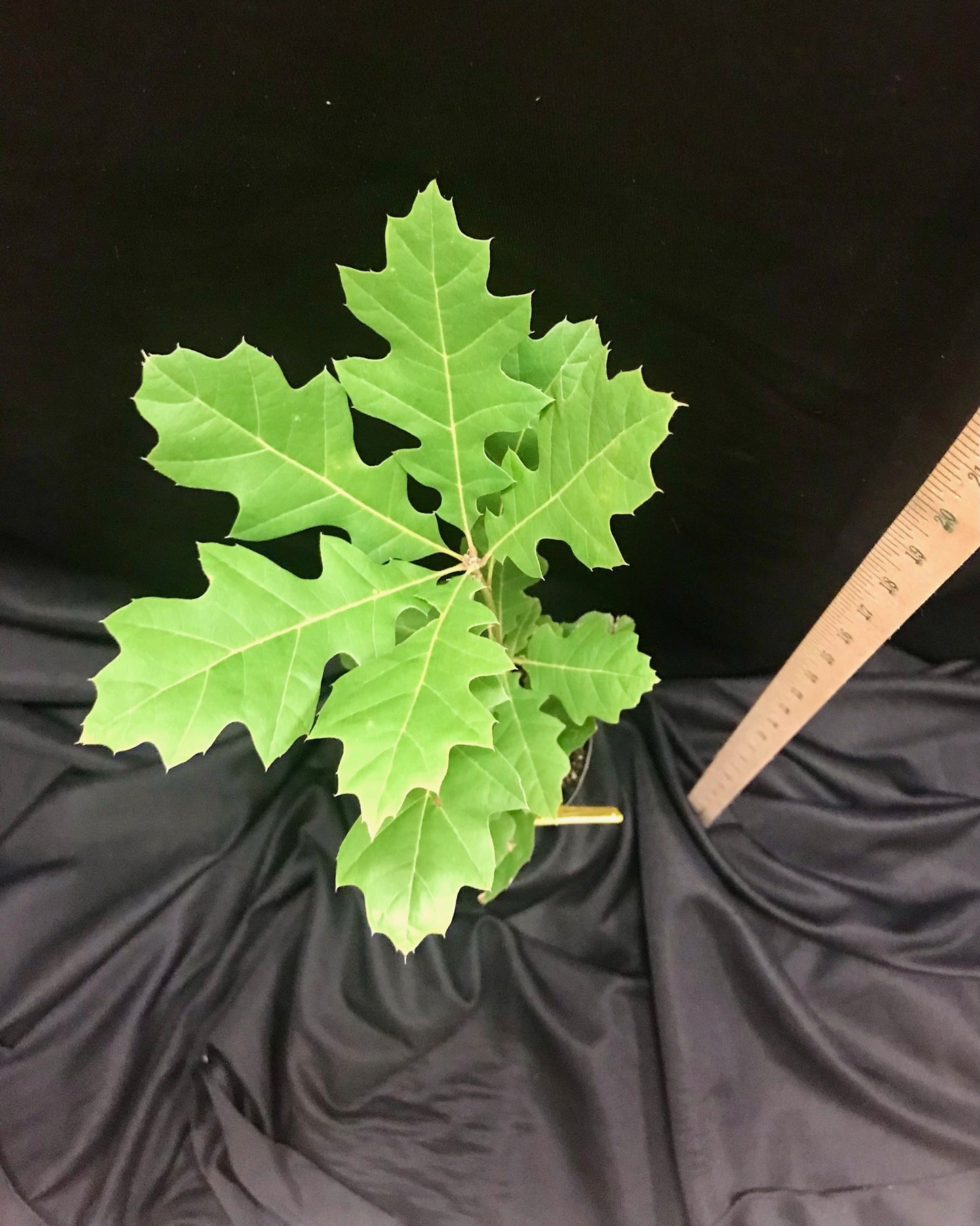 D40 - Shumard Oak - Container